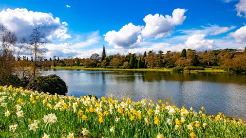 Daffodils on the bank above the lake looking over at the Chapel